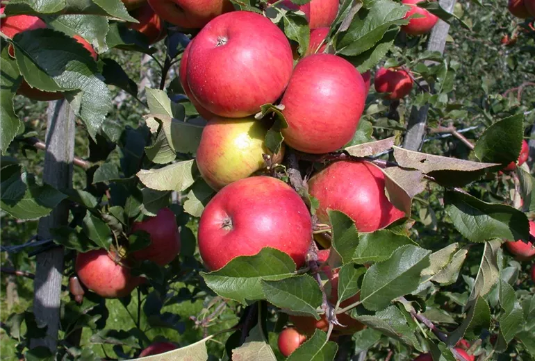 Malus domestica 'Topaz'(s)