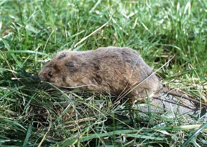 Das jeweils richtige Mittel zur Schädlingsbekämpfung finden