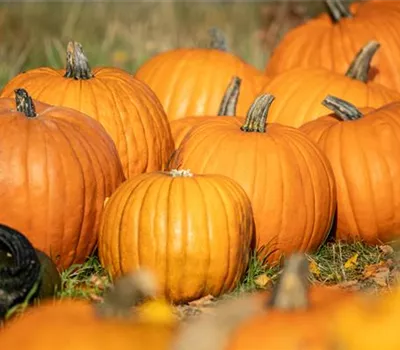Der Herbst ist die beste Zeit für leckere und hübsche Kürbisse