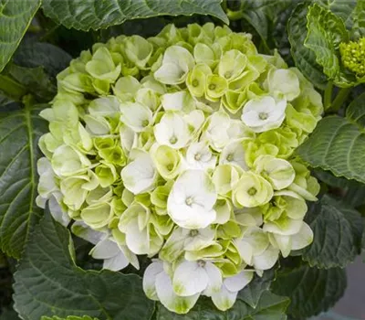 Ein bunter Garten dank der Hortensienvielfalt