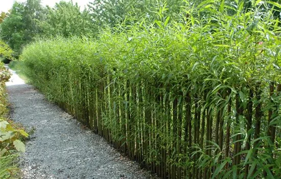 Ein Sichtschutz im Garten sorgt für mehr Privatsphäre