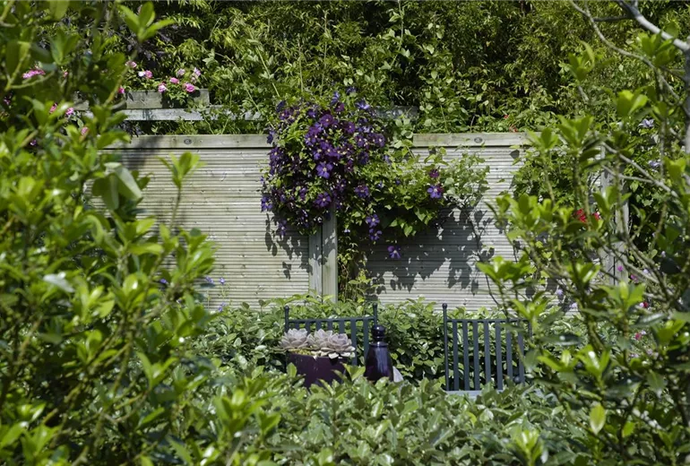 Clematis