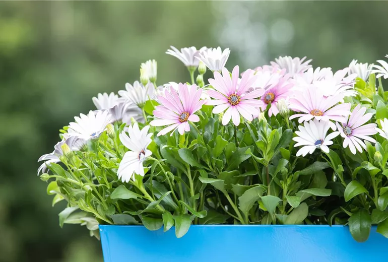 Osteospermum ecklonis, weiß