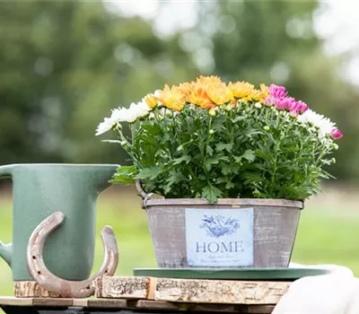 Gartengestaltung mit Pflanzgefäßen in verschiedenen Gärten