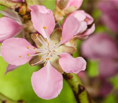 Gesund und lecker: Die Mandeln vom Mandelbaum aus dem Garten