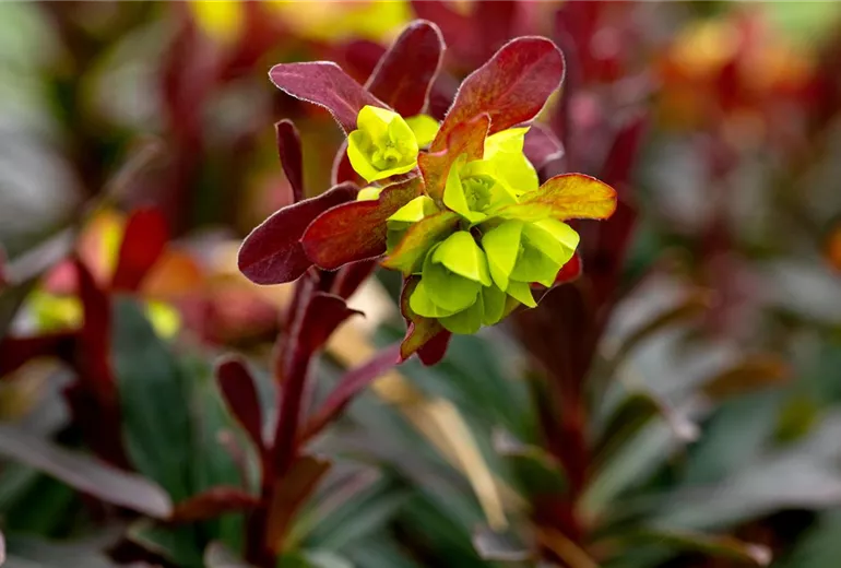Euphorbia amygdaloides 'Purpurea'