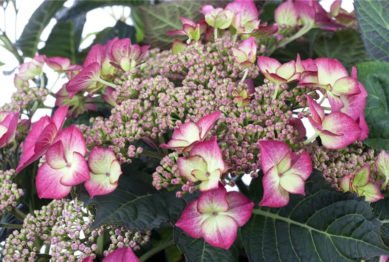 Hydrangea