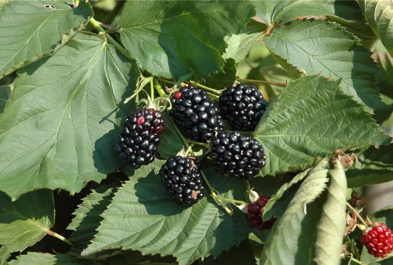 Rubus fruticosus