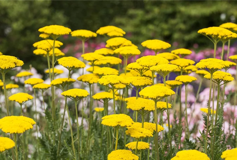 Achillea filipendulina 'Parker'