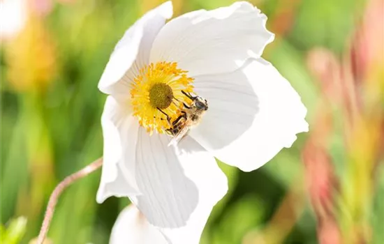 Nützlinge im Garten – Fleißige kleine Helfer fördern