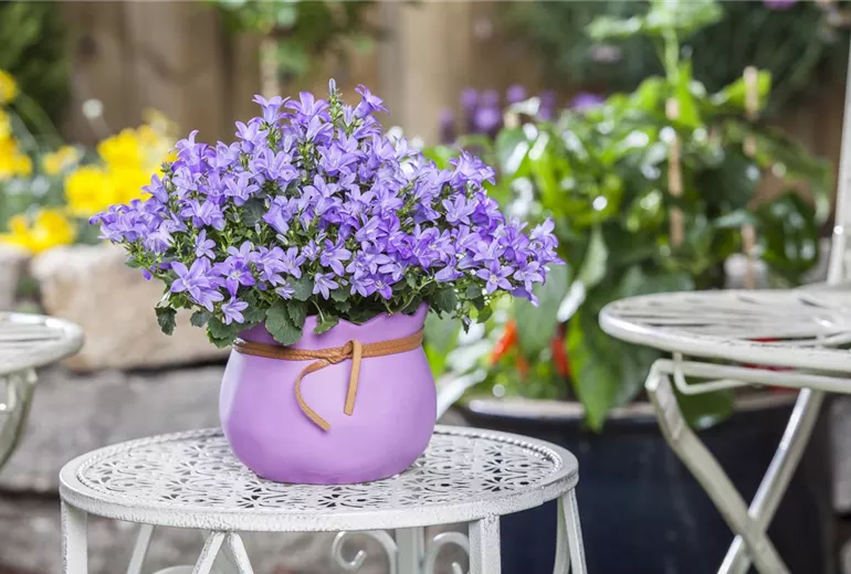 Campanula poscharskyana
