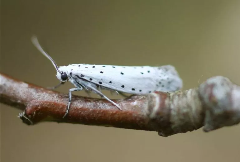 Gespinstmotte Falter