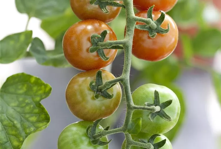 Solanum lycopersicum