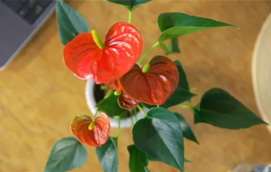 Zimmerpflanzenportrait - Flamingoblume