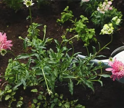 Sonnenhut - Einpflanzen im Garten