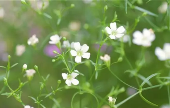 Mauer-Gipskraut - Einpflanzen im Garten