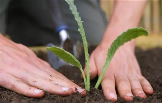 Artischocken - Einpflanzen im Garten