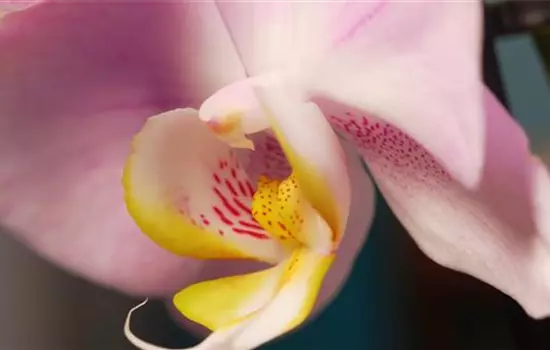 Zimmerpflanzenportrait - Orchidee