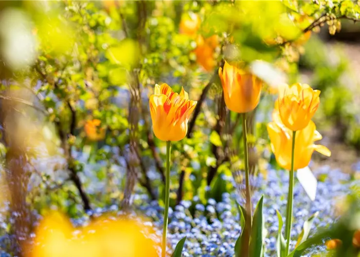 Gartenarbeit im Frühjahr für ein strahlendes Gartenjahr