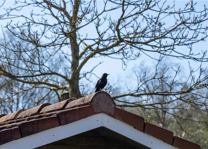 10 Tipps für einen tierfreundlichen Garten