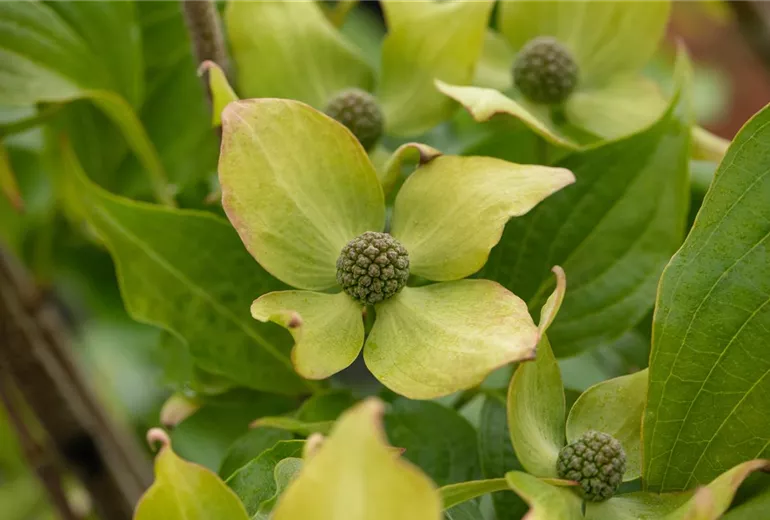 Cornus kousa 'Big Apple'