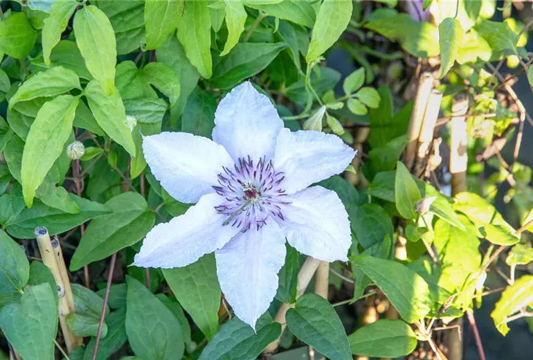Clematis 'Justa'