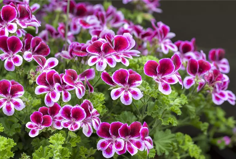Pelargonium grandiflorum