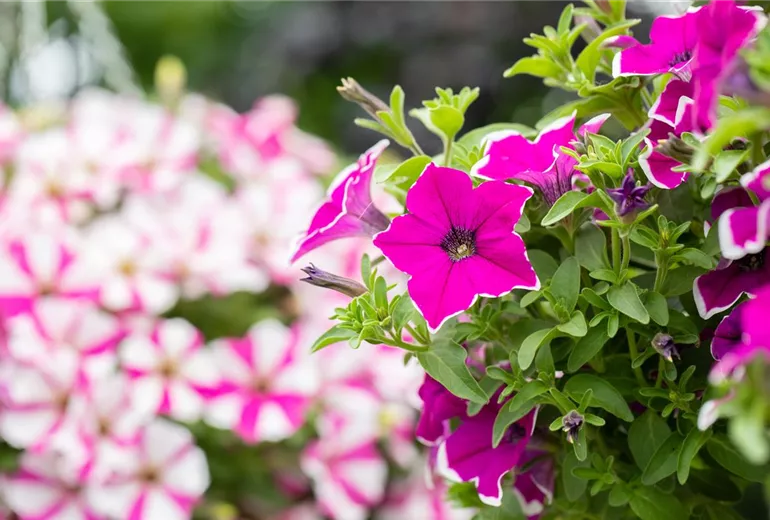 Petunia 'Surprise Magenta Halo'