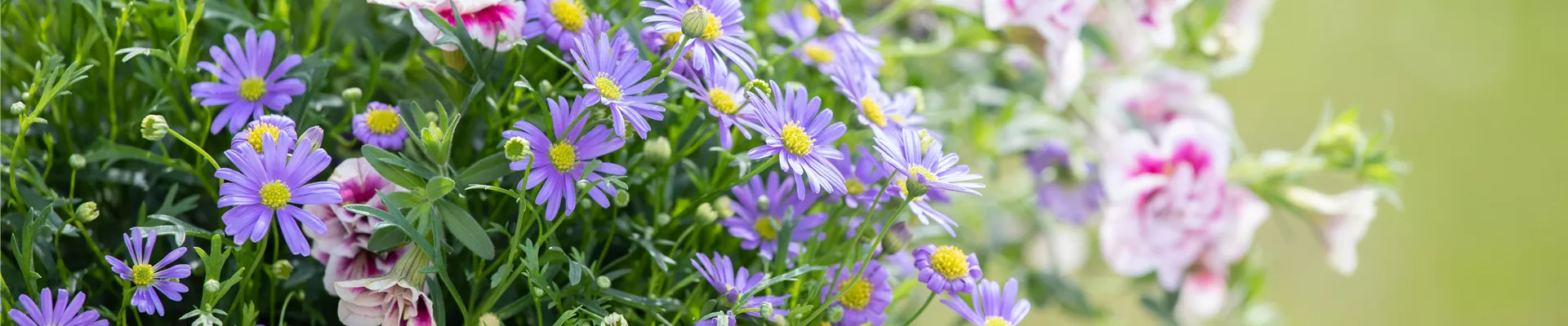 Calibrachoa 'PinkTastic'