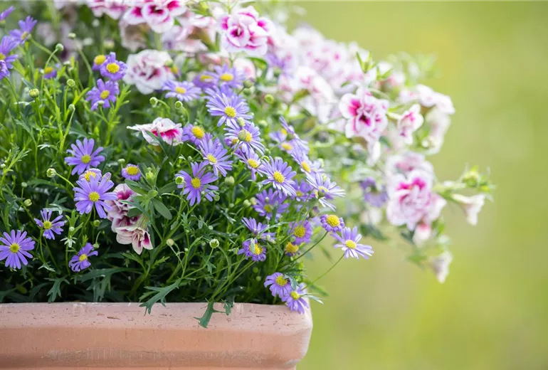 Calibrachoa 'PinkTastic'