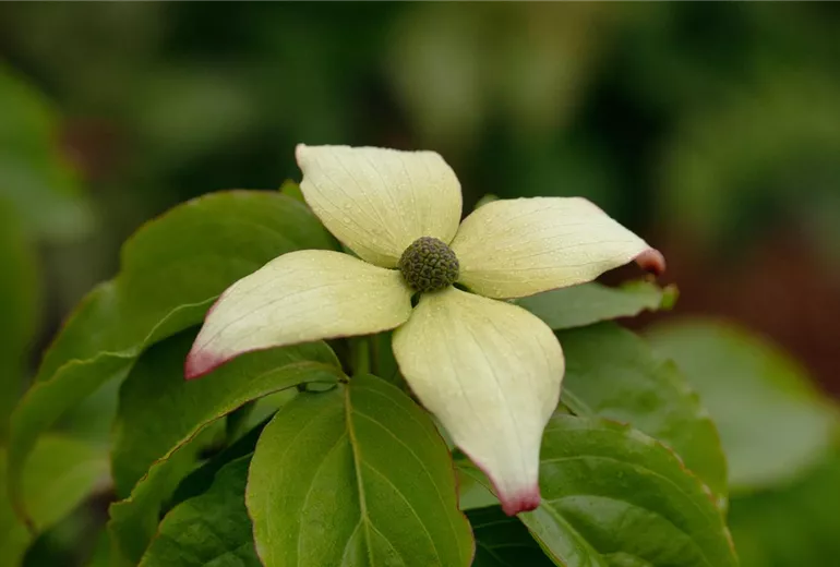 Cornus kousa chinensis 'Claudia'