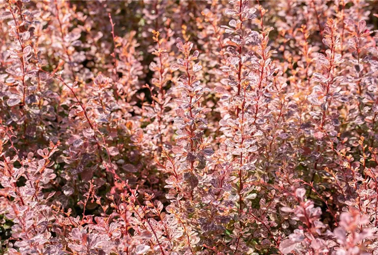 Berberis thunbergii 'Inspiration'