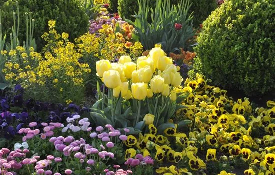 Zwiebel- und Knollenpflanzen pflegen leicht gemacht