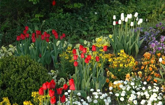 Blumenzwiebeln kaufen und Garten und Co. bunt gestalten
