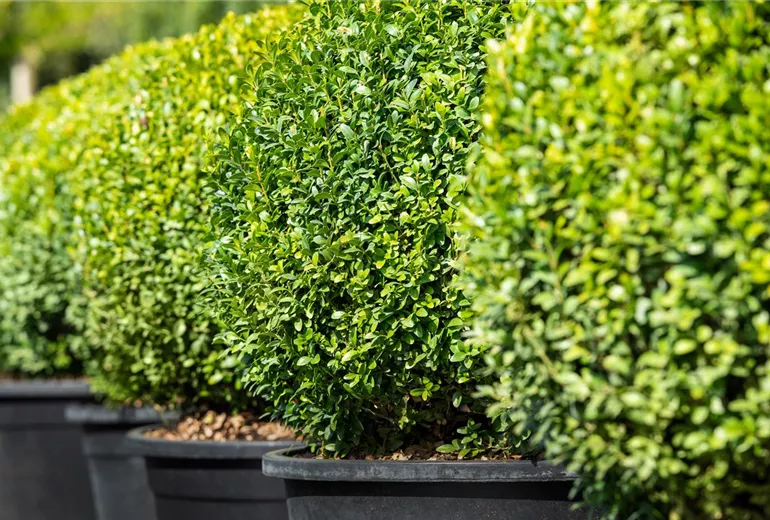 Buxus sempervirens var. arborescens, Kugel