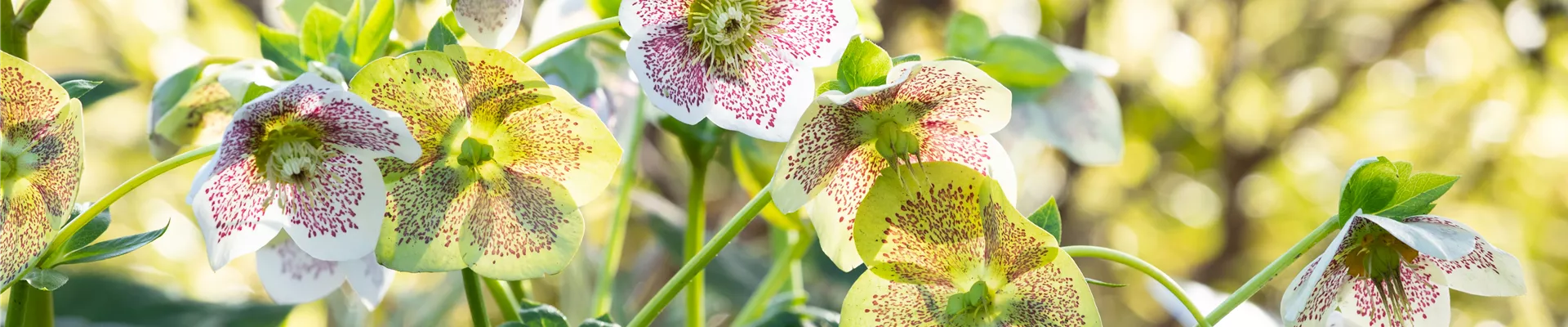 Helleborus Hybride 'Spring Promise Conny'