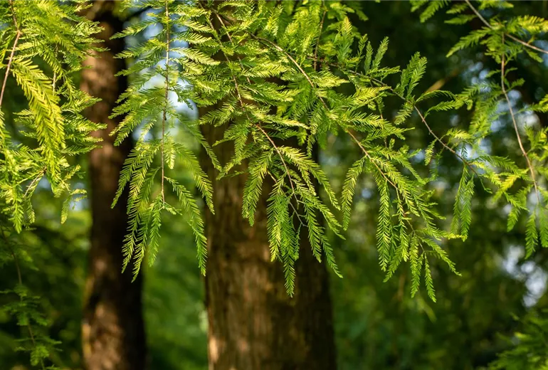 Taxodium distichum