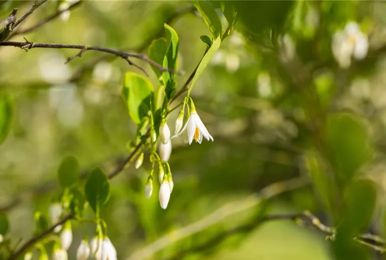 Styrax americanus