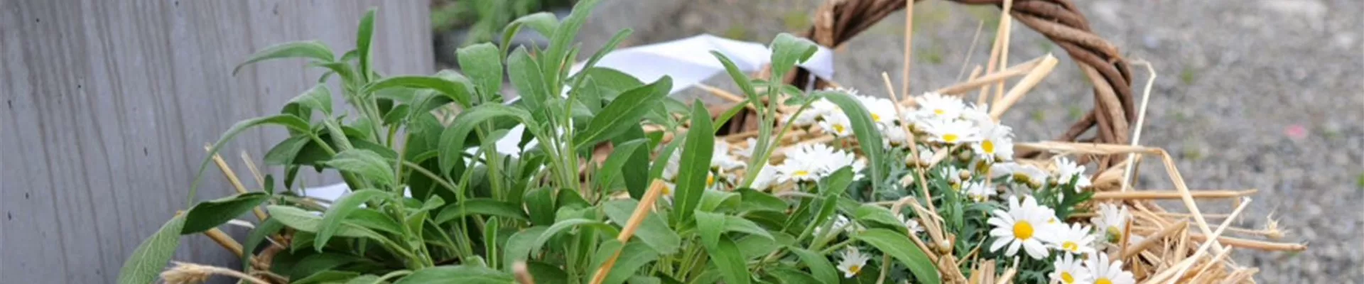 Onlineshop Titelbanner-0-361-2048-438