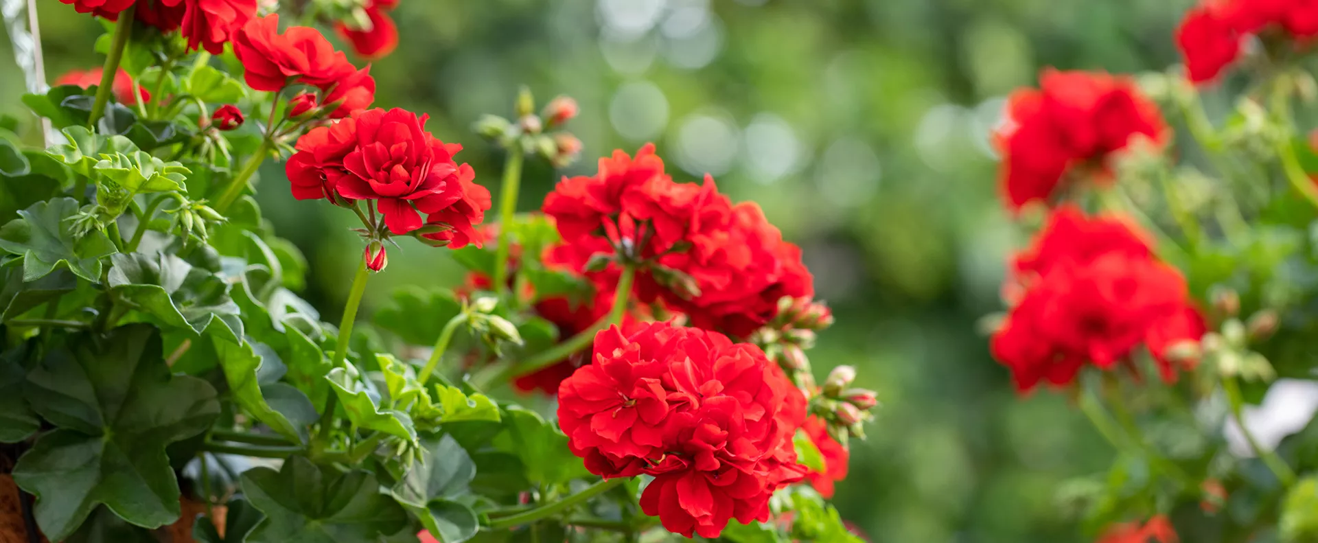 GS_ShoptheLook-Floragard-Pflanzerde-Balkon-Geranien.png