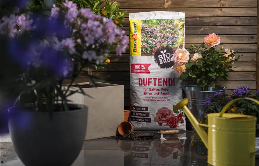 Floragard Bio-Erde Duftend mit Pflanze.jpeg