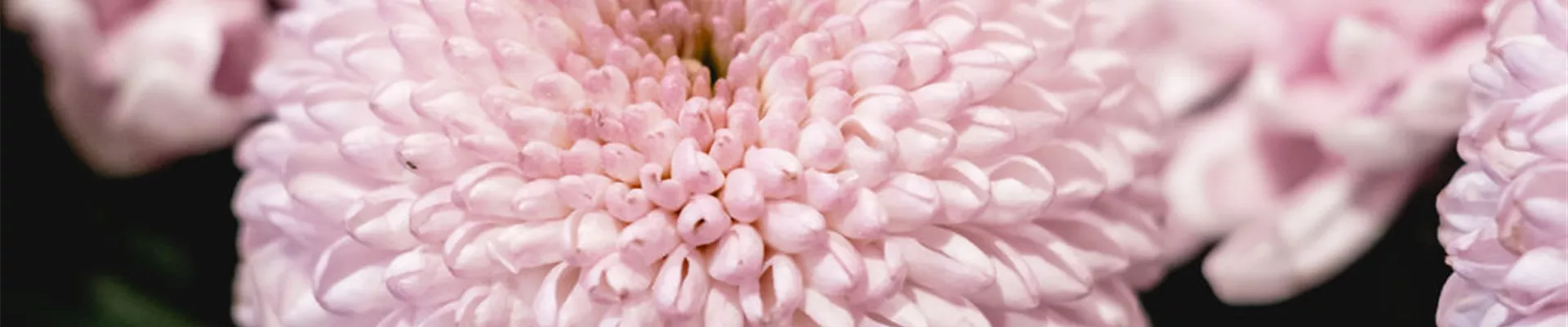 248 - Blumenwiese Eckert-248