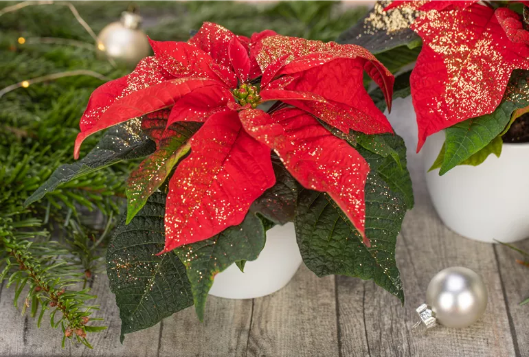 Euphorbia pulcherrima, rot