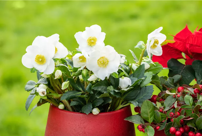 Helleborus niger, weiß