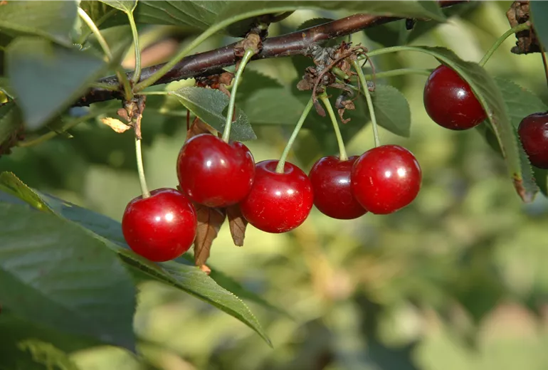 Prunus cerasus 'Vowi'(s)