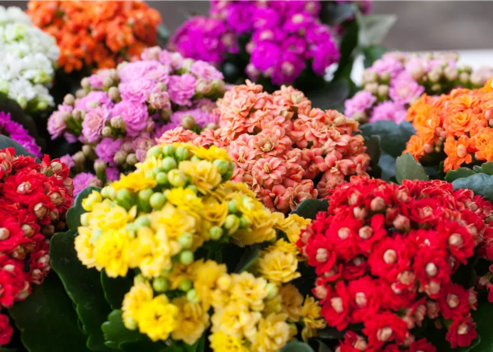 Kalanchoe pflanzen und Blüten im Winter genießen