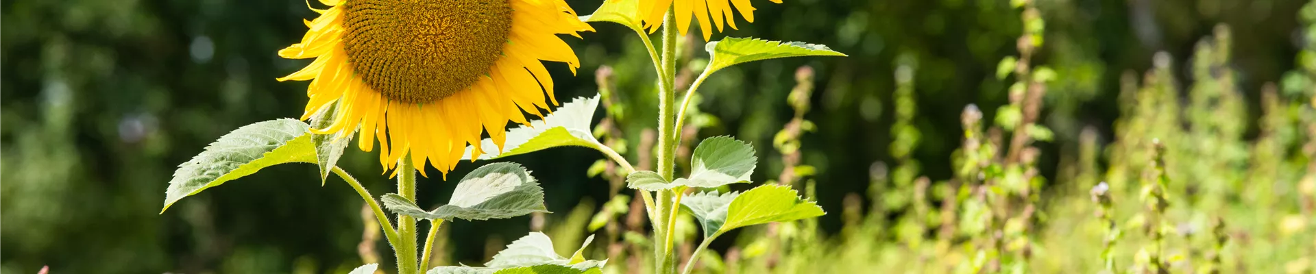 Helianthus annuus