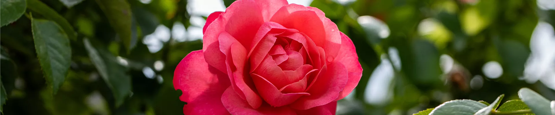 Rosa 'Rosanna'