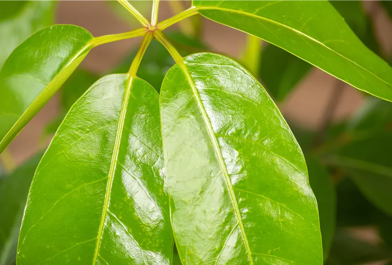 Schefflera arboricola 'Amate'