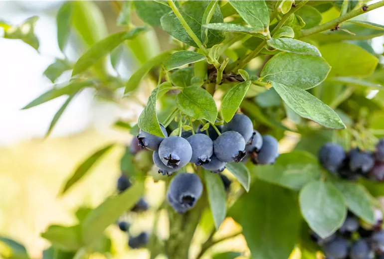Vaccinium corymbosum 'Blue Jay'